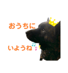 天佑 自粛ver（個別スタンプ：11）