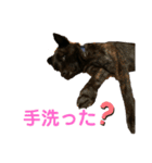 天佑 自粛ver（個別スタンプ：13）