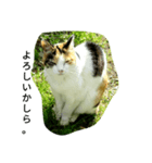 お嬢様ねこ（個別スタンプ：1）