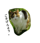 お嬢様ねこ（個別スタンプ：3）
