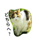 お嬢様ねこ（個別スタンプ：5）
