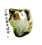 お嬢様ねこ（個別スタンプ：6）