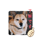 ここまろ♡♡（個別スタンプ：11）