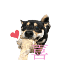 愛犬 黒柴 伍郎さん（個別スタンプ：1）