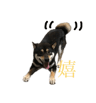 愛犬 黒柴 伍郎さん（個別スタンプ：2）