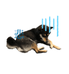 愛犬 黒柴 伍郎さん（個別スタンプ：3）