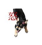 愛犬 黒柴 伍郎さん（個別スタンプ：4）