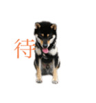 愛犬 黒柴 伍郎さん（個別スタンプ：5）