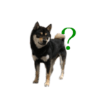 愛犬 黒柴 伍郎さん（個別スタンプ：6）