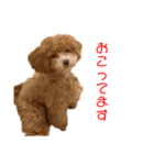 ここしゃんすたんぷ（個別スタンプ：4）
