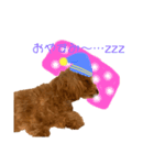 ここしゃんすたんぷ（個別スタンプ：5）