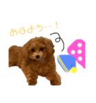 ここしゃんすたんぷ（個別スタンプ：6）