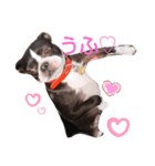 ボストンテリア♥️（個別スタンプ：2）