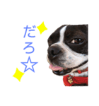 ボストンテリア♥️（個別スタンプ：3）