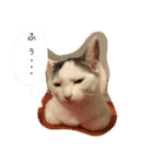 猫たち cats（個別スタンプ：1）