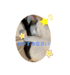 猫たち cats（個別スタンプ：2）