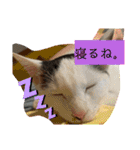 猫たち cats（個別スタンプ：4）