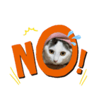 猫たち cats（個別スタンプ：5）
