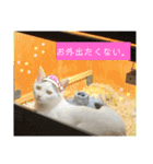猫たち cats（個別スタンプ：6）