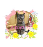 猫たち cats（個別スタンプ：7）