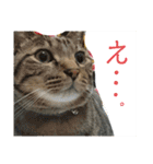 猫たち cats（個別スタンプ：8）