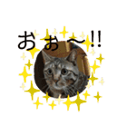 猫たち cats（個別スタンプ：9）