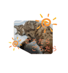 猫たち cats（個別スタンプ：10）