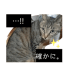猫たち cats（個別スタンプ：11）