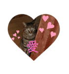 猫たち cats（個別スタンプ：12）