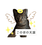 猫たち cats（個別スタンプ：13）