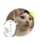猫たち cats（個別スタンプ：14）