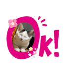 猫たち cats（個別スタンプ：15）