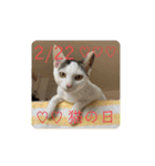 猫たち cats（個別スタンプ：16）