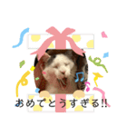 猫たち cats（個別スタンプ：17）