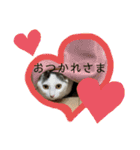 猫たち cats（個別スタンプ：18）