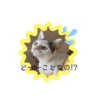 猫たち cats（個別スタンプ：19）