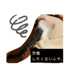 猫たち cats（個別スタンプ：20）