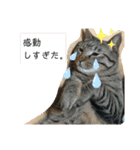 猫たち cats（個別スタンプ：24）
