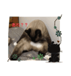 かつお＆ふぐ（個別スタンプ：3）