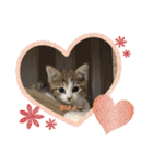 かつお＆ふぐ（個別スタンプ：5）