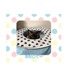 かつお＆ふぐ（個別スタンプ：15）