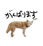 保護犬の日常スタンプ（個別スタンプ：1）
