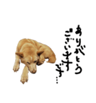 保護犬の日常スタンプ（個別スタンプ：2）