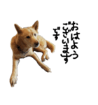 保護犬の日常スタンプ（個別スタンプ：7）