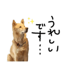 保護犬の日常スタンプ（個別スタンプ：12）