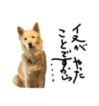保護犬の日常スタンプ（個別スタンプ：13）