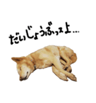 保護犬の日常スタンプ（個別スタンプ：14）