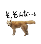 保護犬の日常スタンプ（個別スタンプ：15）