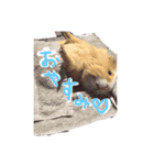 あるもる（個別スタンプ：8）