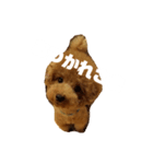 犬のサンちゃん（個別スタンプ：1）